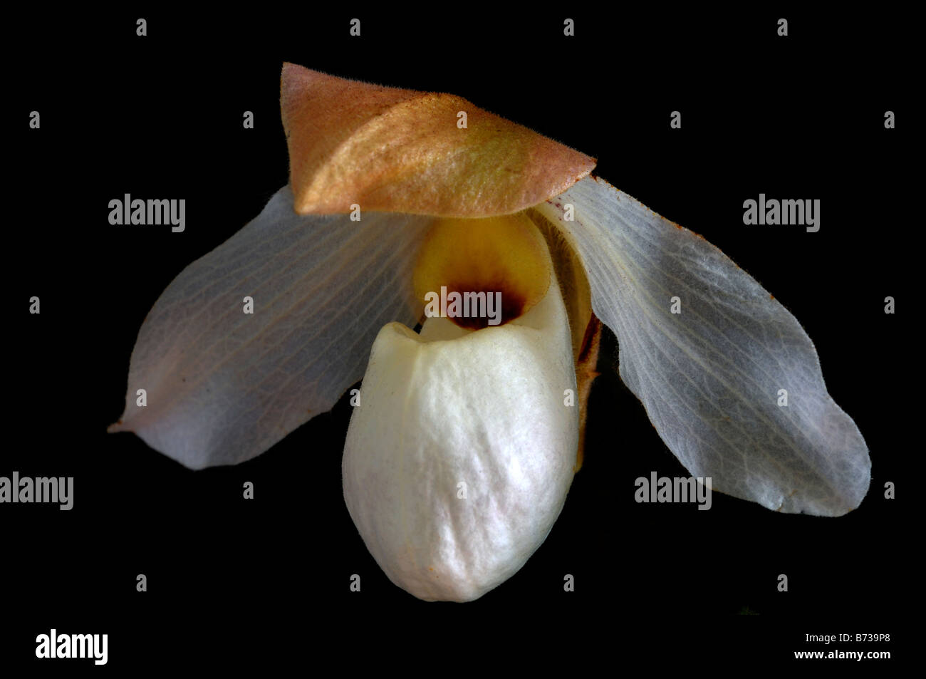 paphiopedilum delenatii white slipper orchid single flower bloom blooming flowering against a black background backdrop Stock Photo