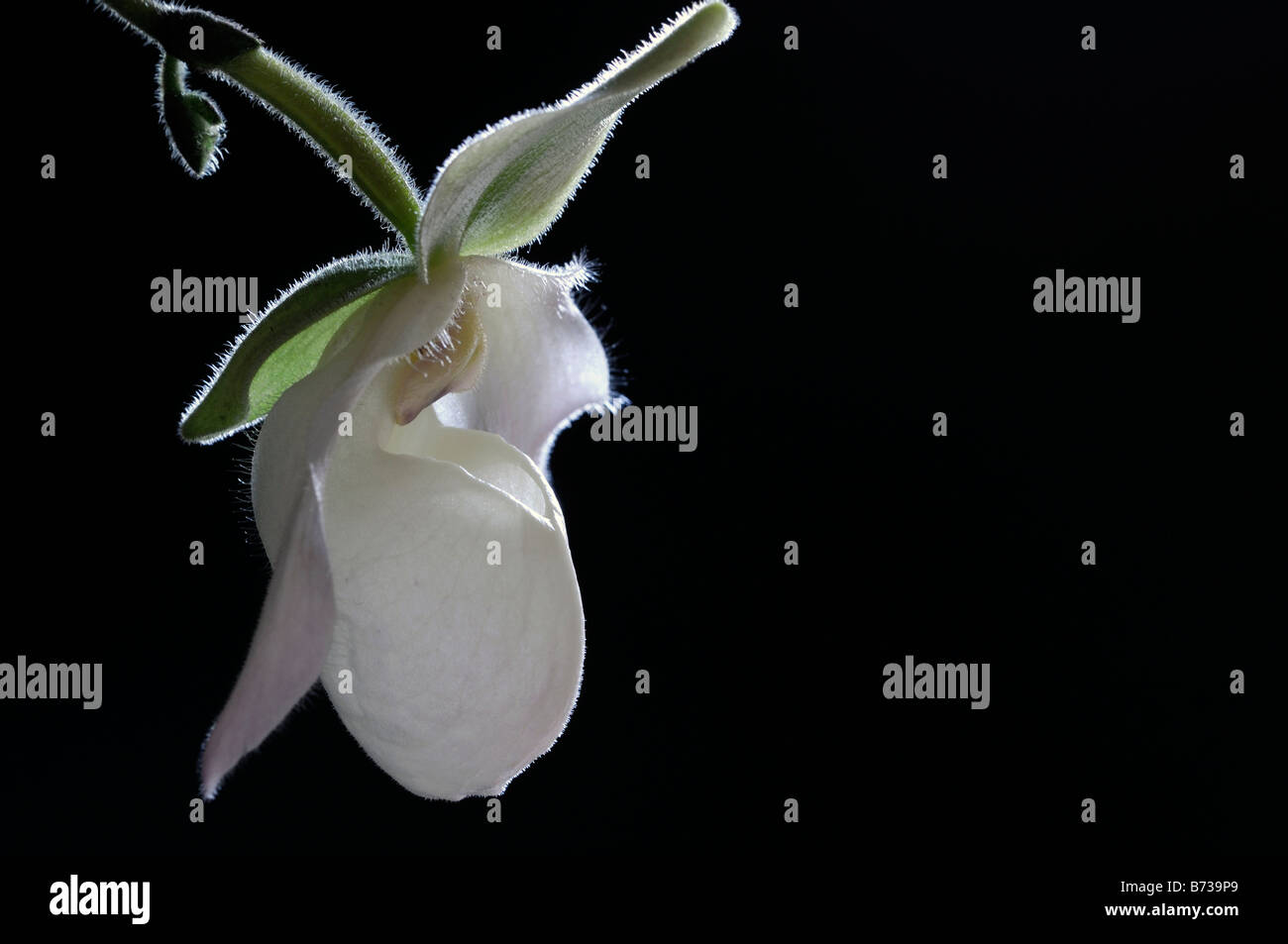 paphiopedilum delenatii white slipper orchid single flower bloom blooming flowering against a black background backdrop Stock Photo