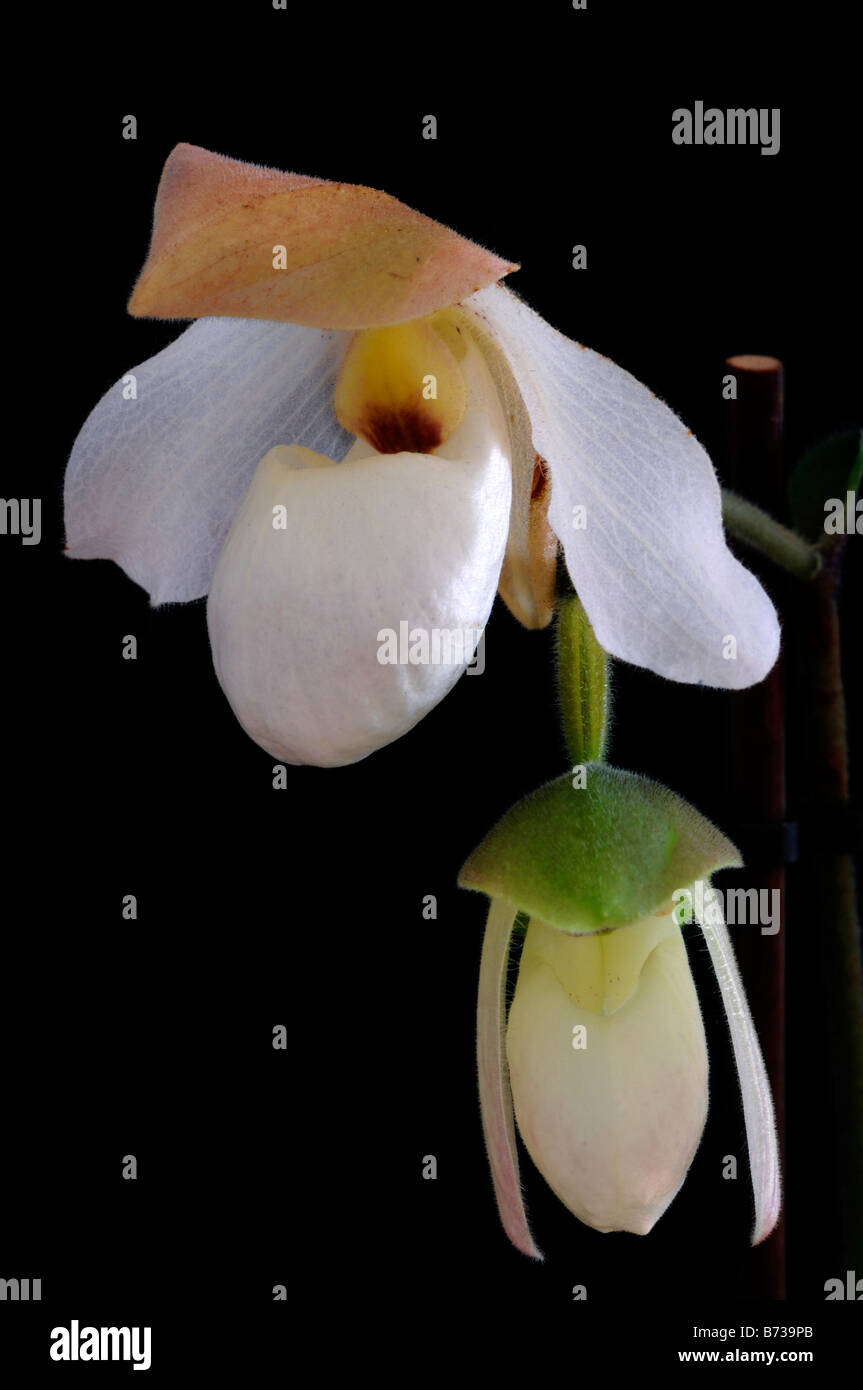 paphiopedilum delenatii white slipper orchid flowers bloom blooming flowering against a black background backdrop Stock Photo