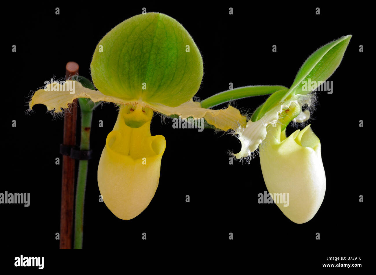 paphiopedilum pinocchio yellow flower continuous flowering against a black background Stock Photo