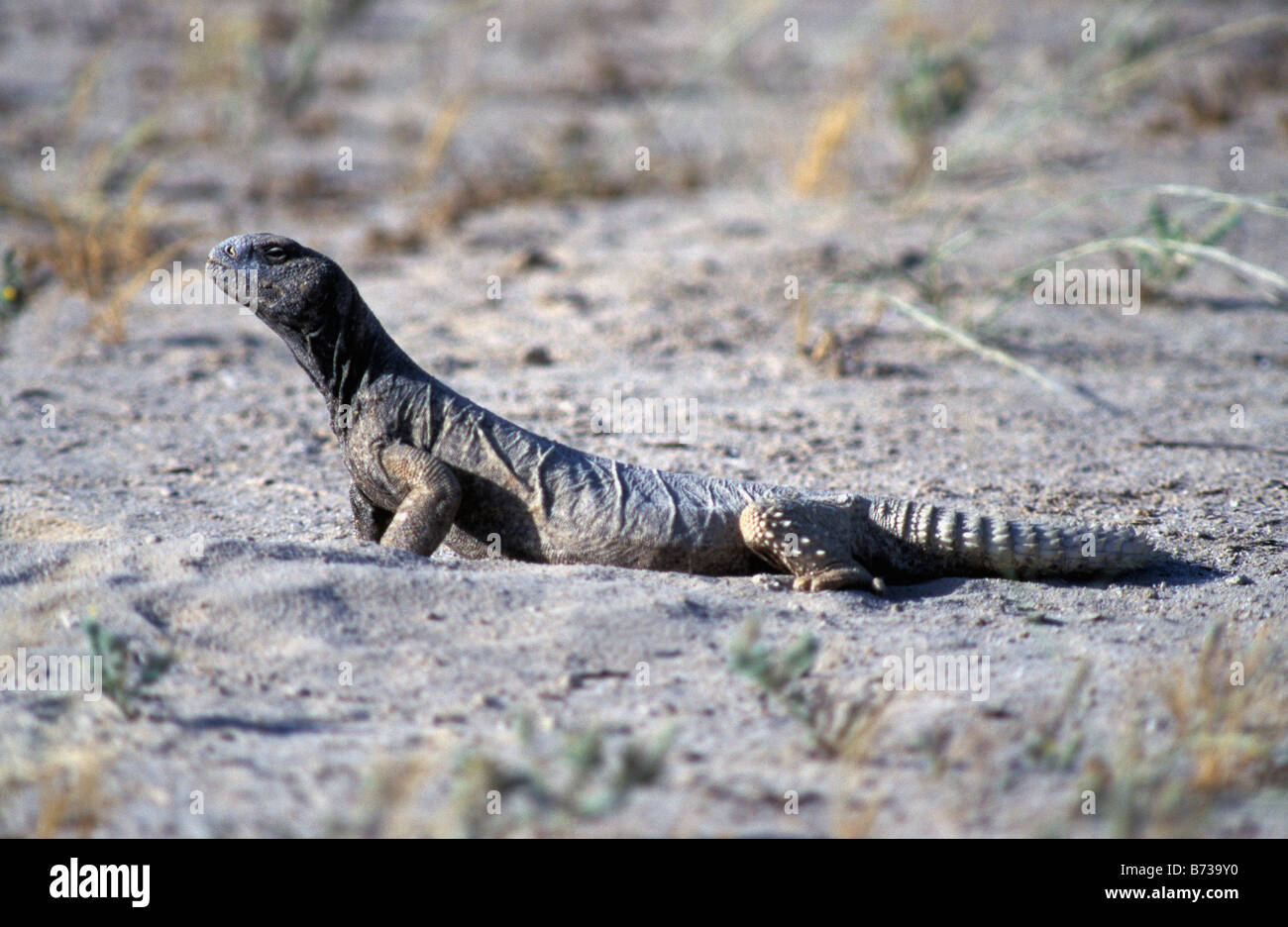 Spiny Tailed Lizard, Bahrain, Arabian Gulf Stock Photo