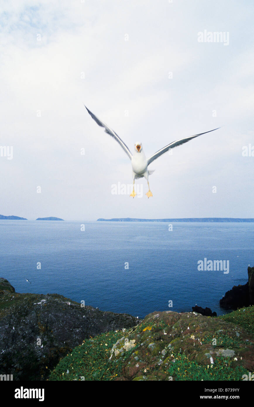 Lesser black backed Gull flying towards camera agressively, Skokholm Island,Wales,UK Stock Photo