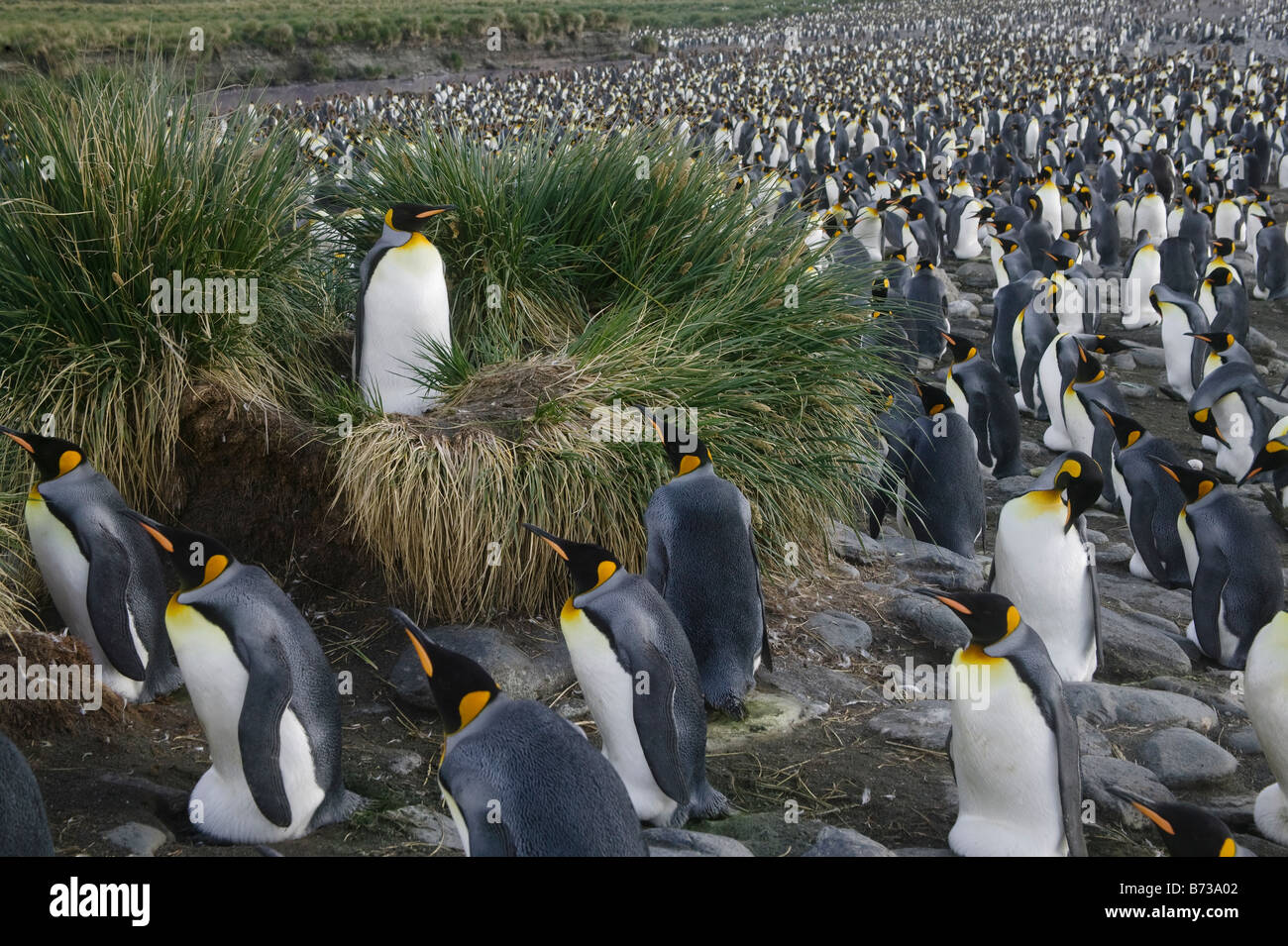 King Penguin (Aptenodytes patagonicus) Gold Harbor South Georgia ...