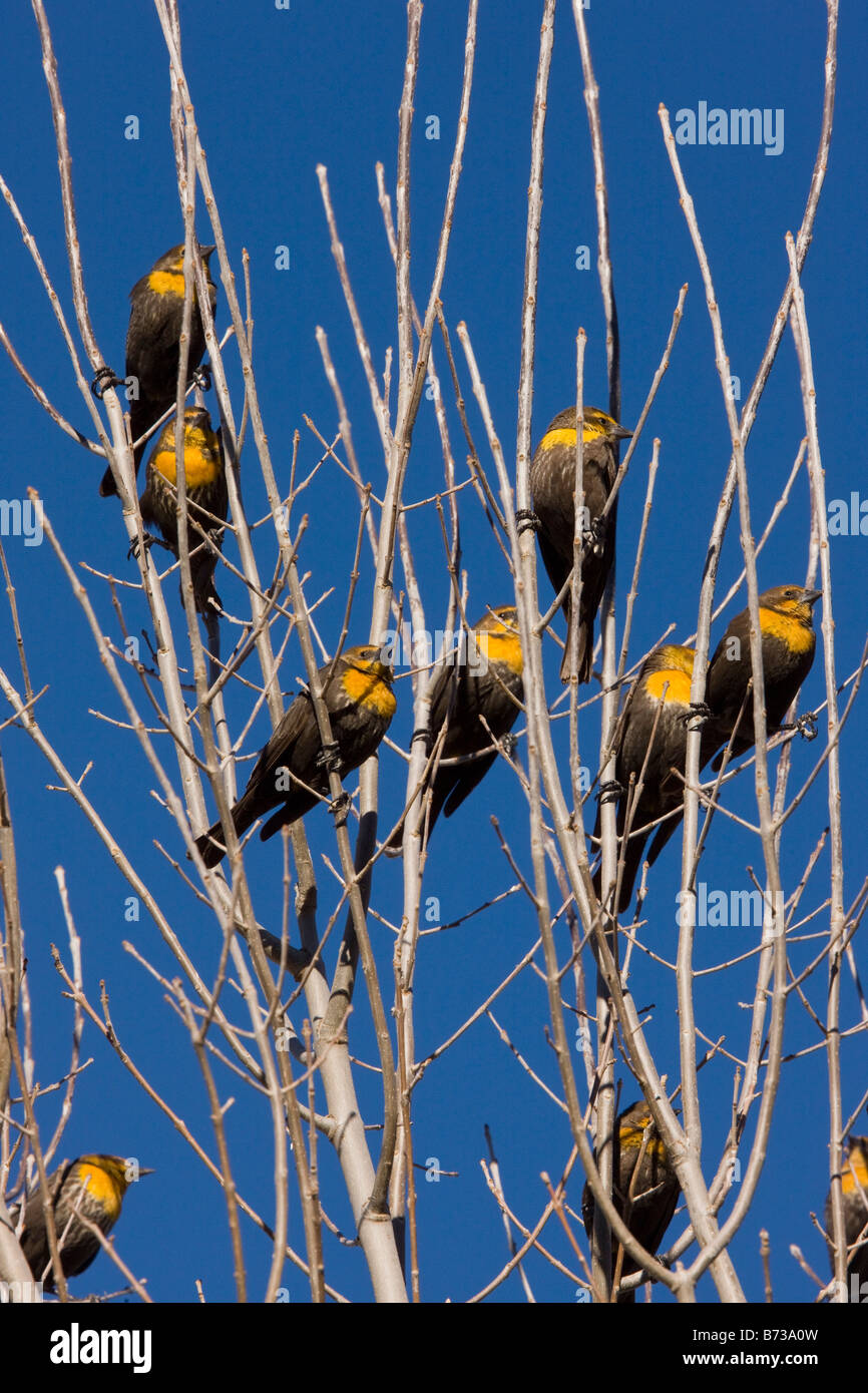 Flock of Yellow headed blackbirds Xanthocephalus xanthocephalus in winter perched in tree South east Arizona Stock Photo