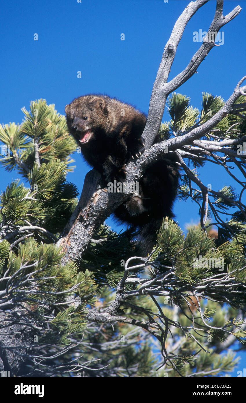 Fisher in tree, USA Stock Photo Alamy