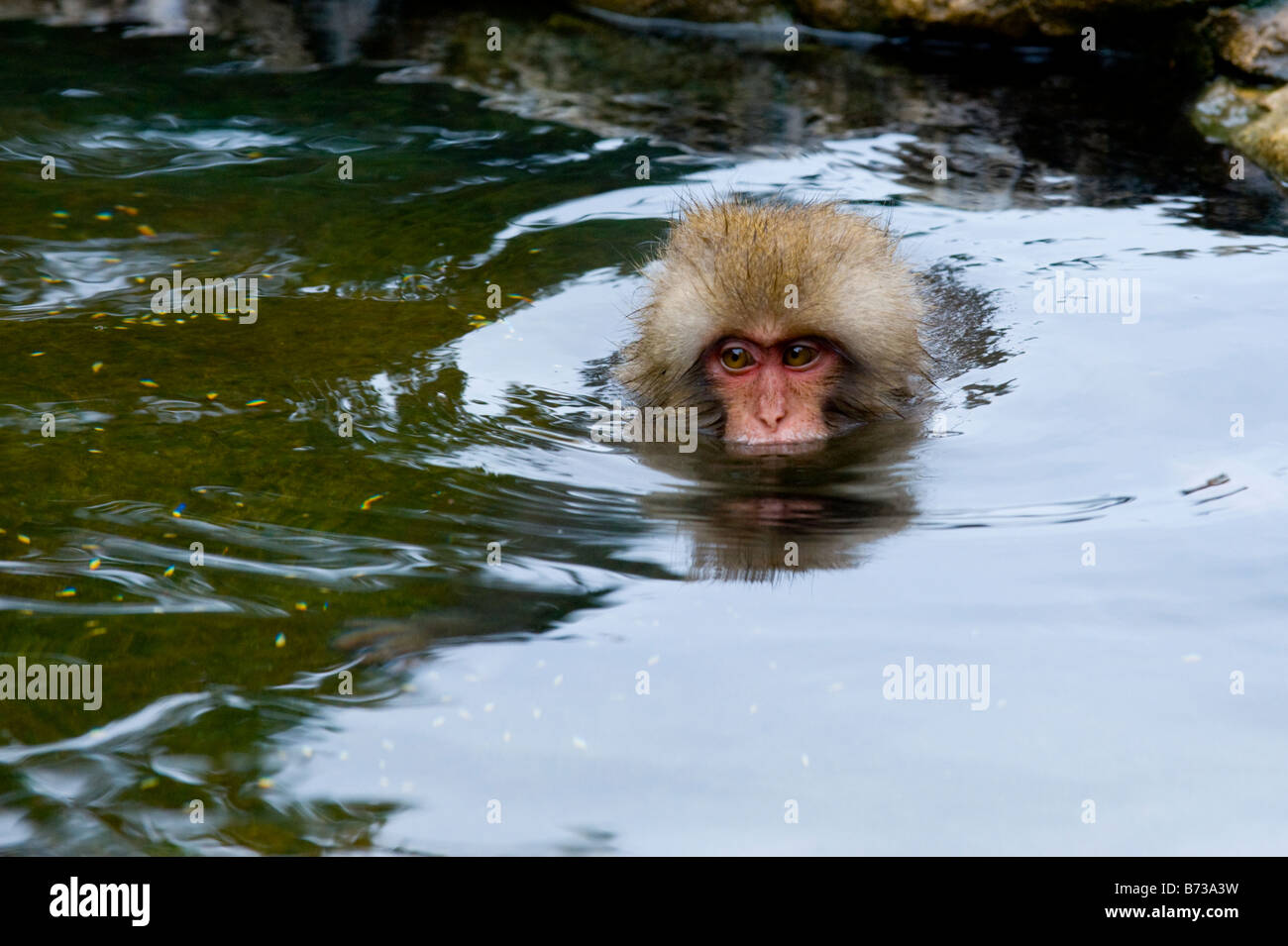A Japanese Macaque monkey bathing a hot spring in the Jigokudani Monkey Park in Nagano, Japan