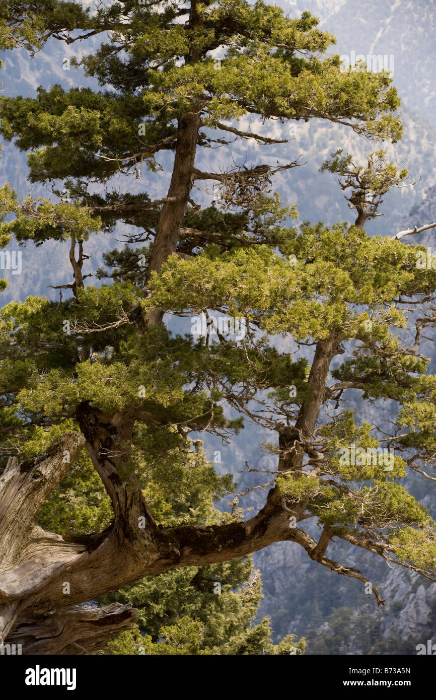 Ancient cypresses Cupressus sempervirens in the White Mountains Crete Stock Photo