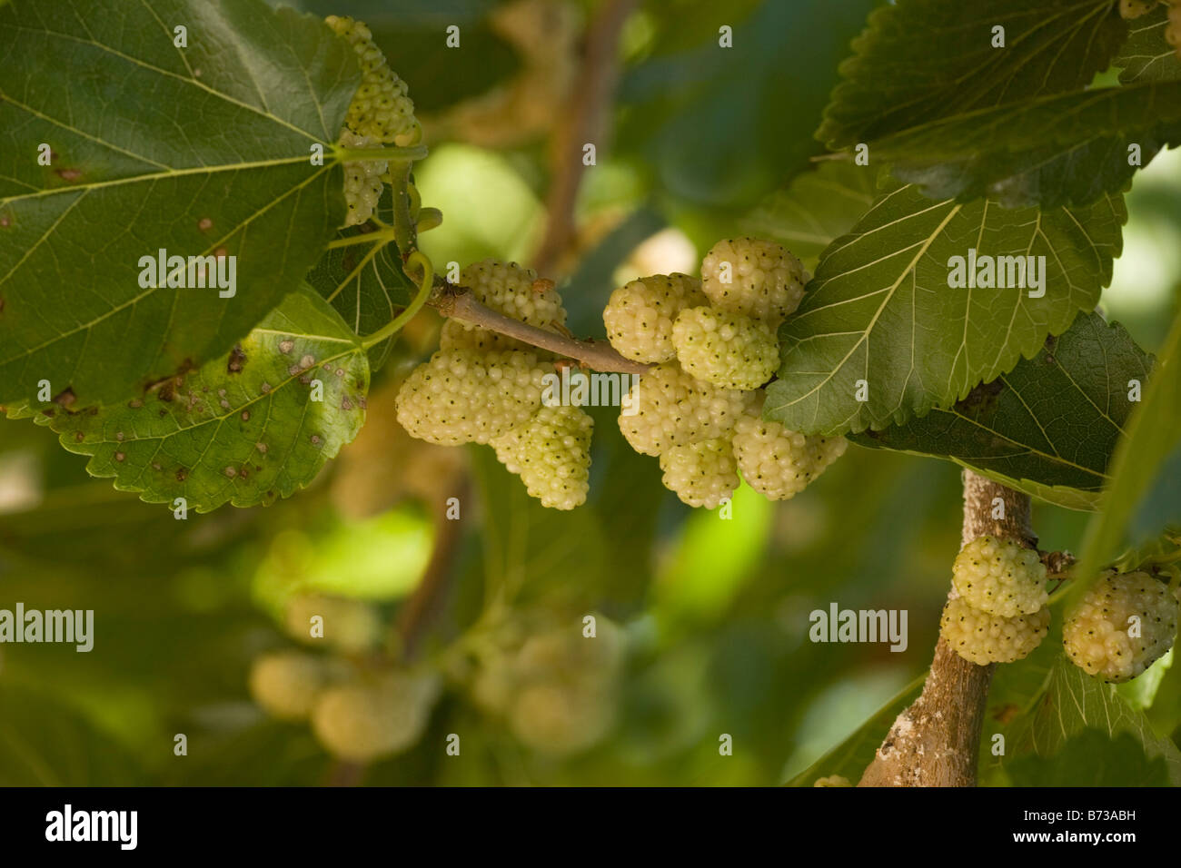 White Mulberry Morus alba with ripe berries Food of silkworm moths Greece Stock Photo