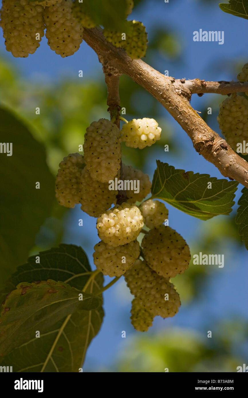 White Mulberry Morus alba with ripe berries Food of silkworm moths Greece Stock Photo