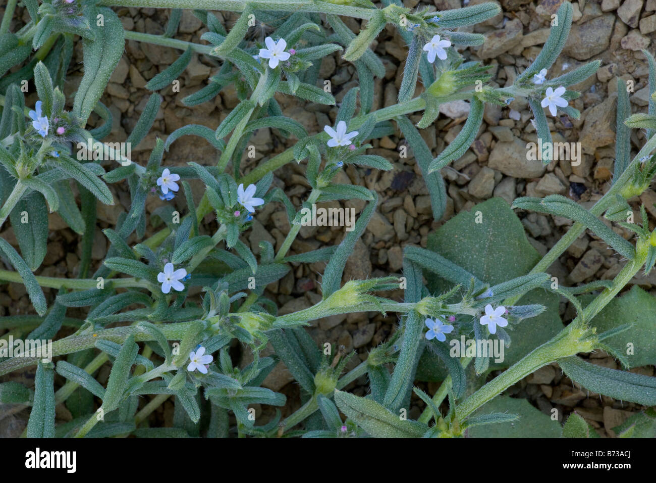 A dwarf mediterranean annual Lithospermum incrassatum Buglossoides arvensis ssp gasparrinii North Greece Stock Photo