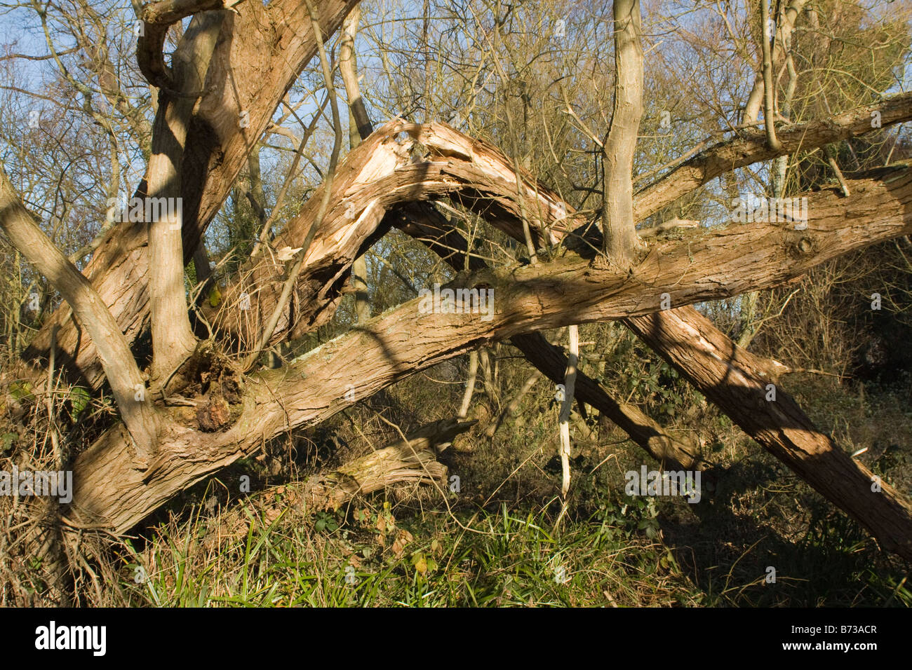 broken tree in woods Stock Photo