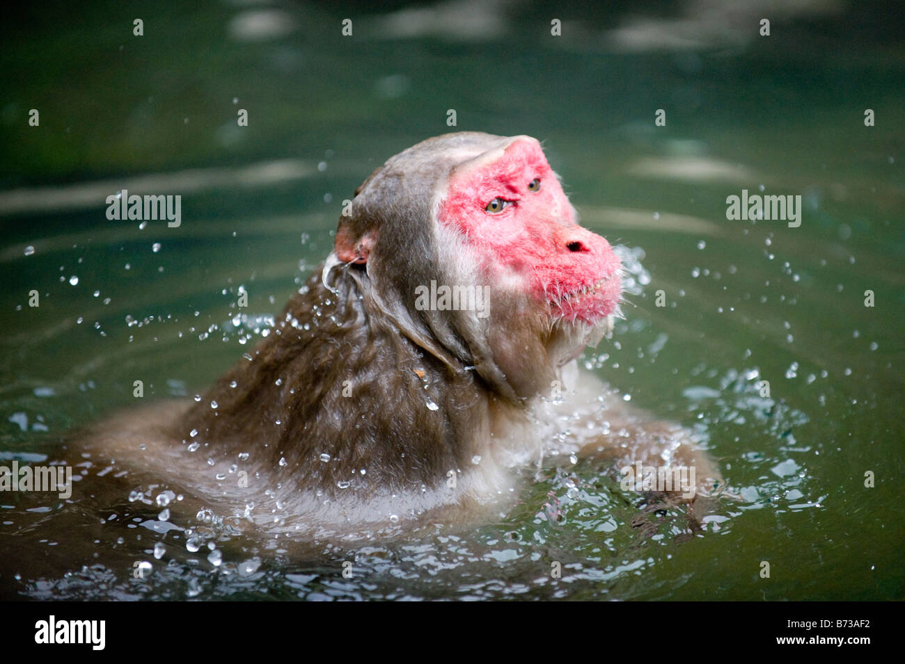 Aape hi-res stock photography and images - Alamy