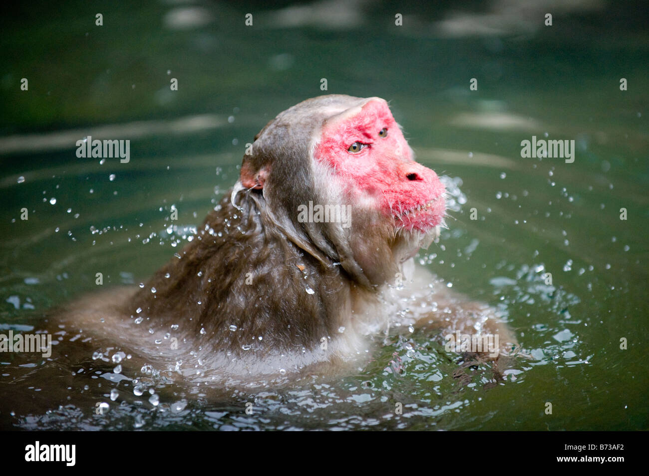 Bathing ape monkey cheap