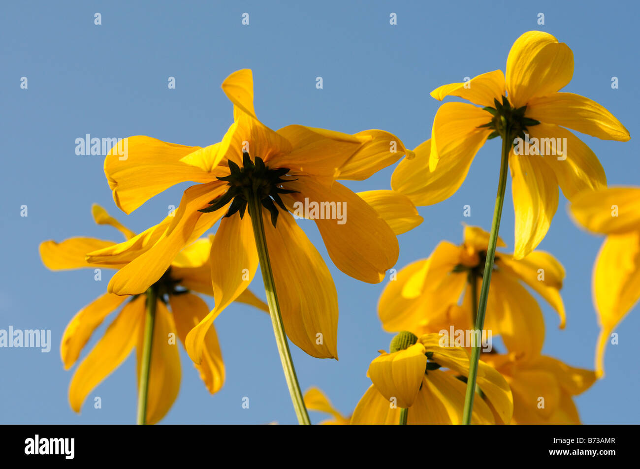 Blue yellow summer flower border hi-res stock photography and images ...