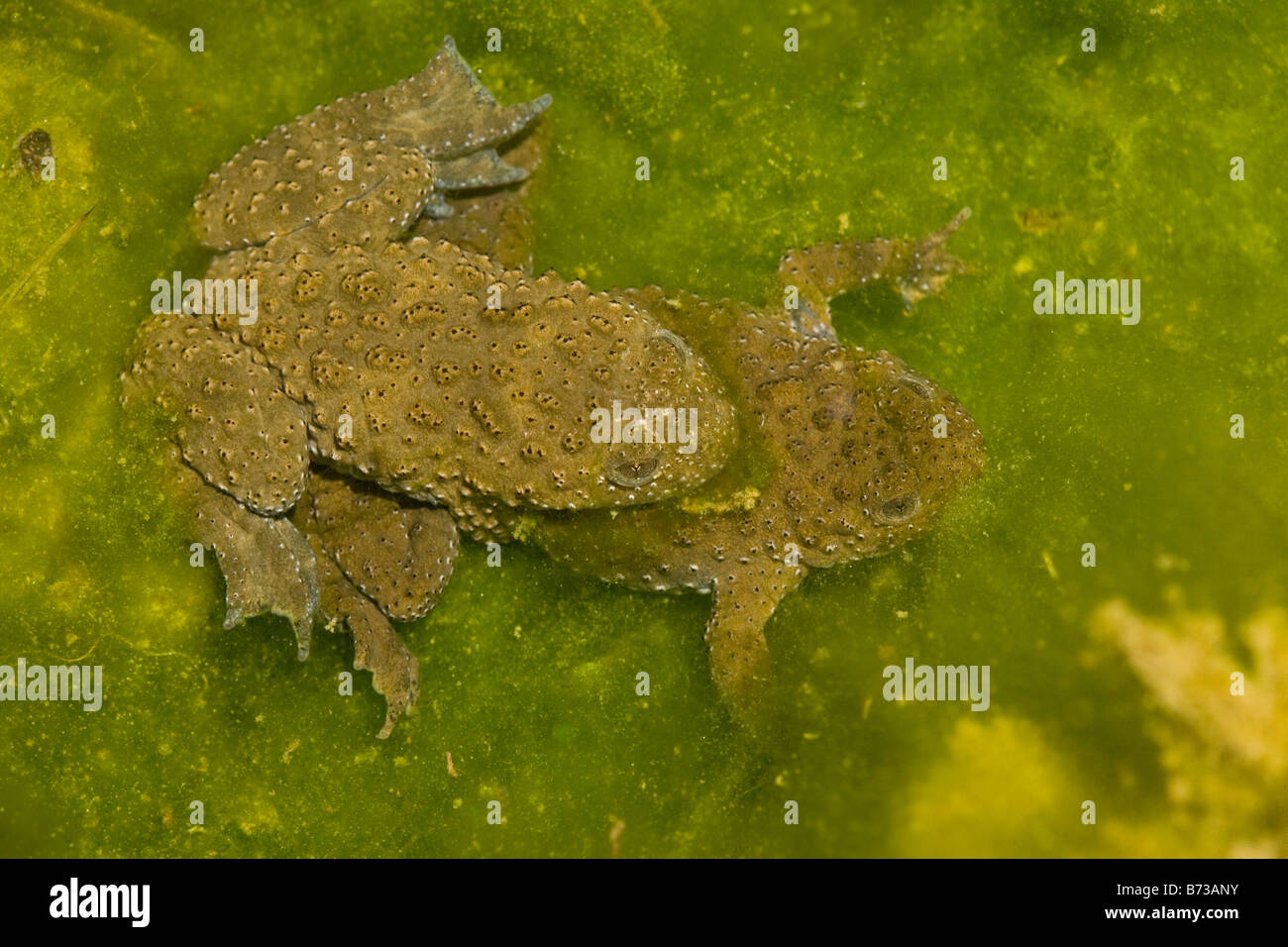 Yellow-bellied toad Bombina variegata Vikos gorge north Greece Stock Photo