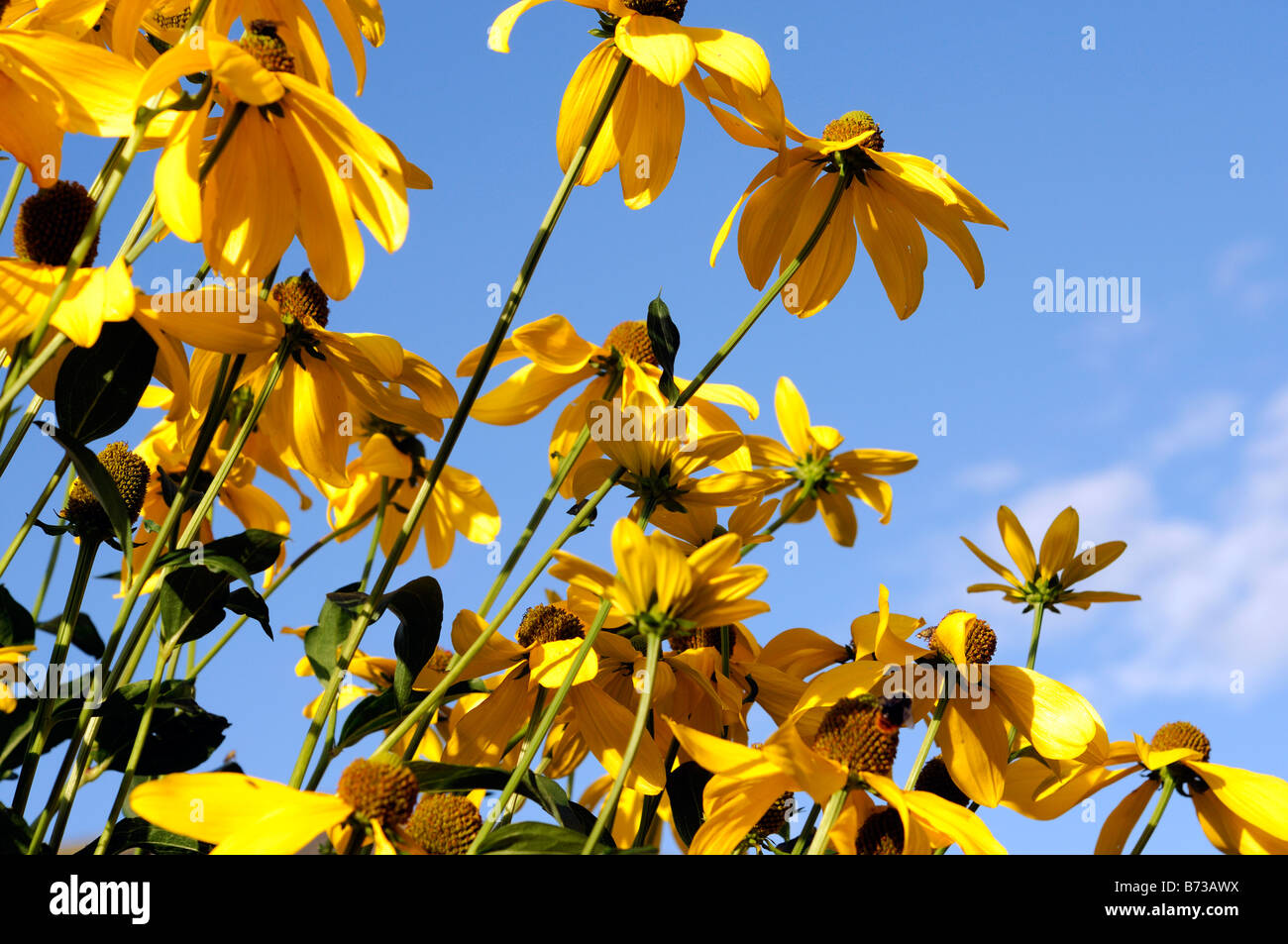 Blue yellow summer flower border hi-res stock photography and images ...