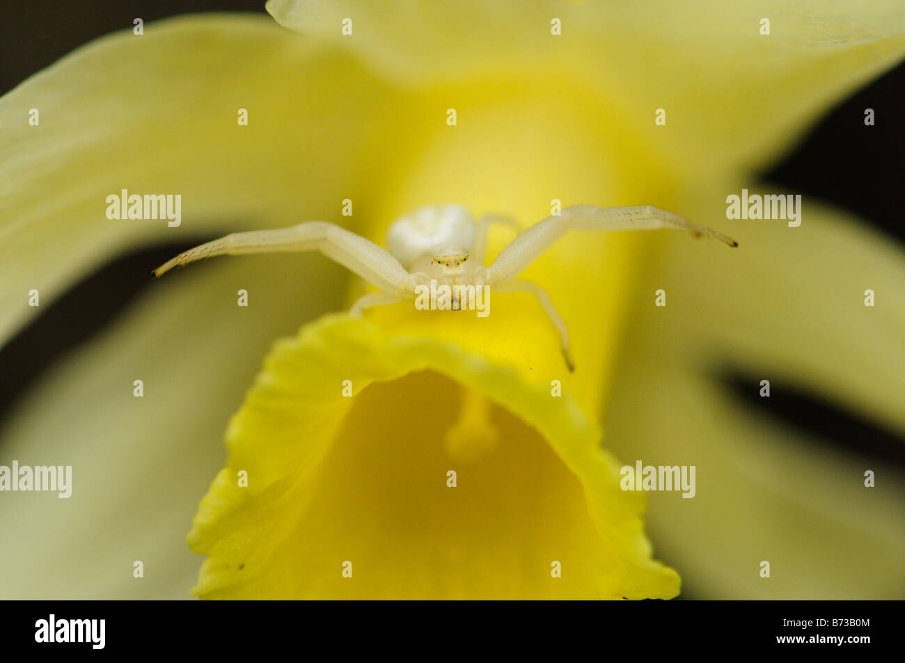 Flower with crab spider awaiting for a pollinator insect to prey on it Stock Photo
