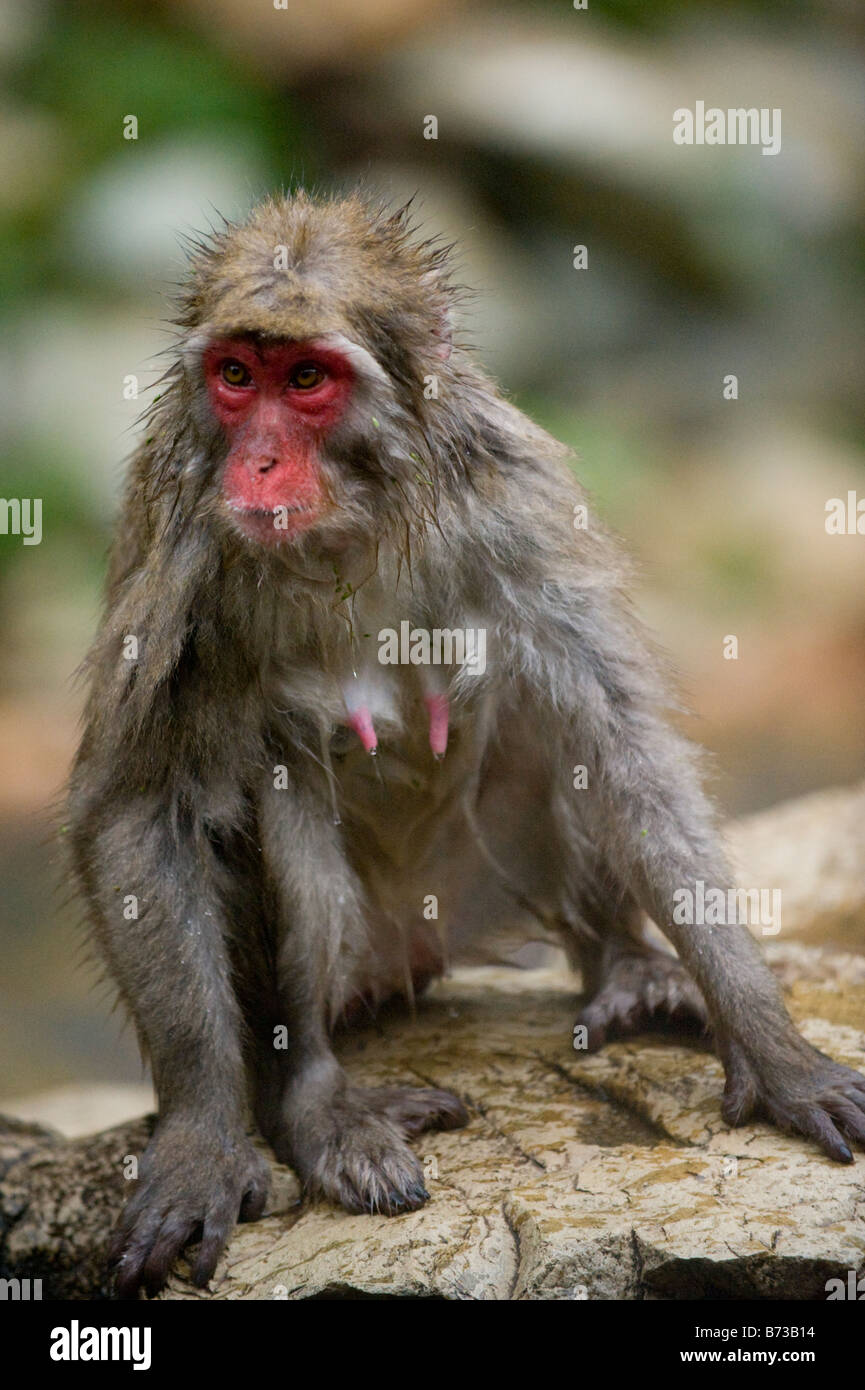 A wet Japanese Macaque monkey by a hot spring in the Jigokudani Monkey Park in Nagano, Japan