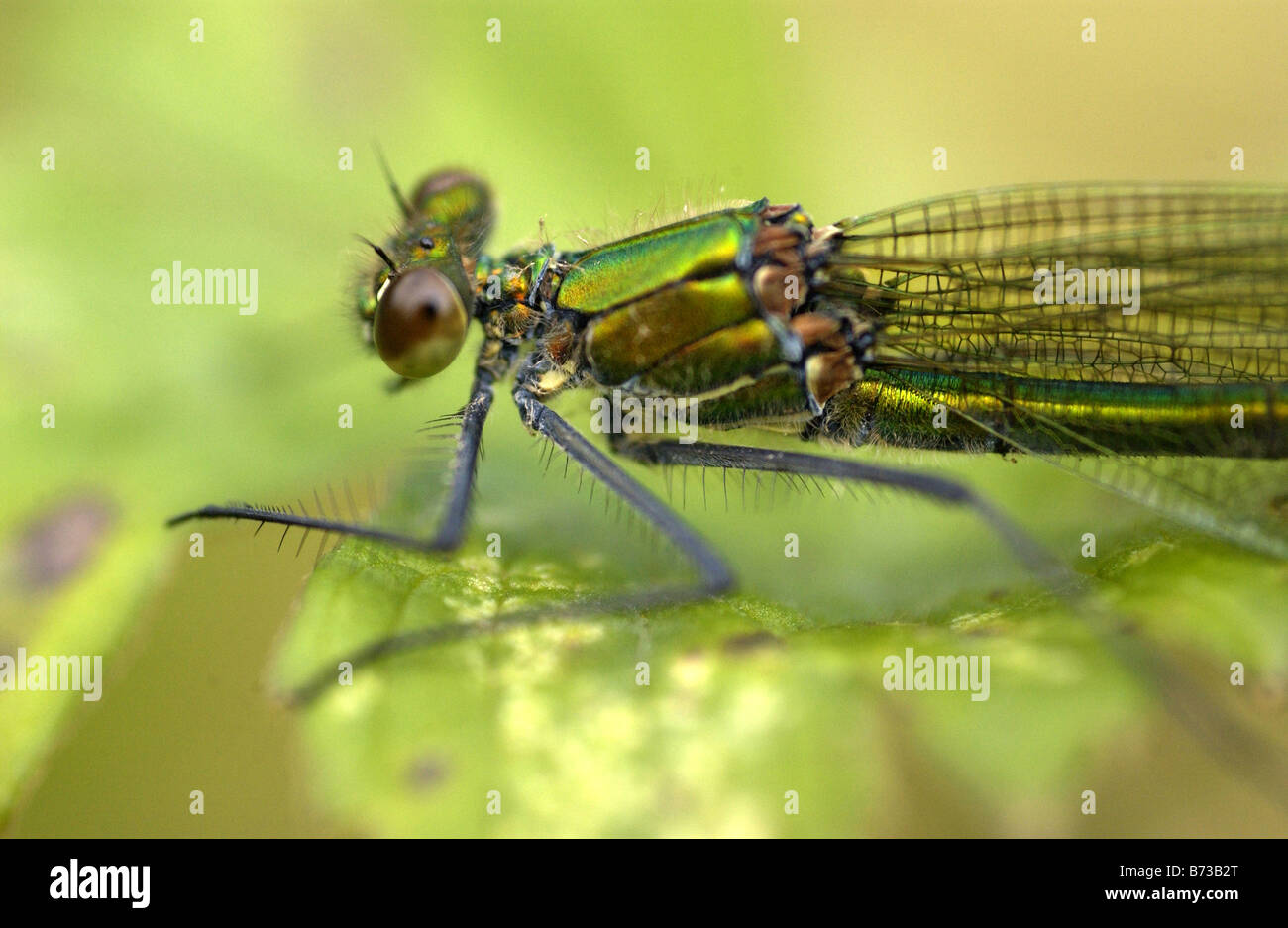 Emerald Damselfly (Lestes sponsa Stock Photo - Alamy