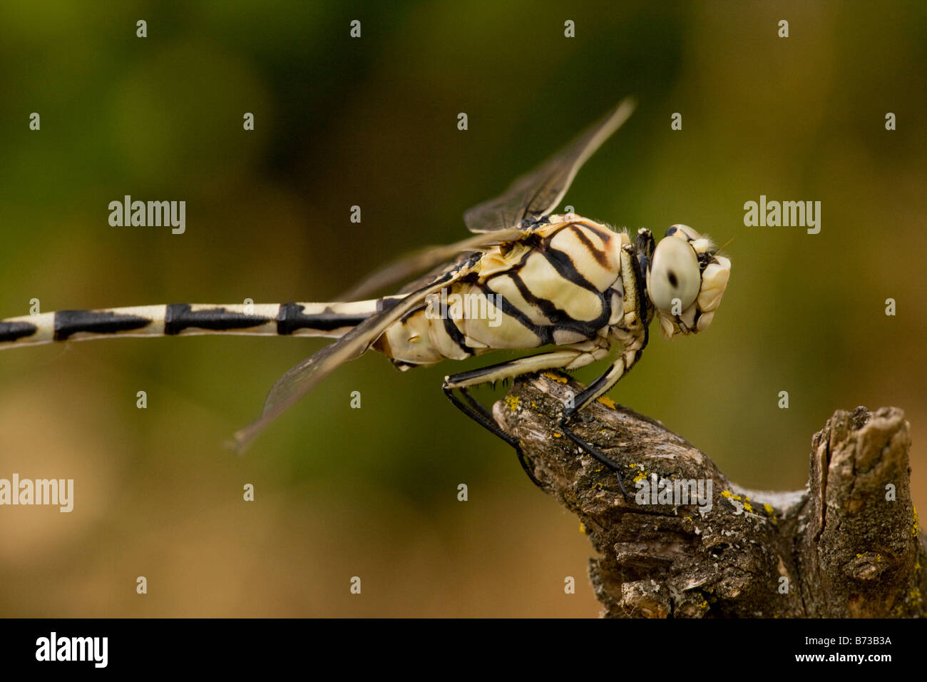 Male bladetail dragonfly Lindenia tetraphylla north Greece Stock Photo