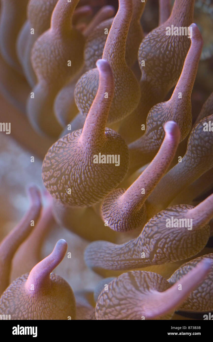 Bulb Tipped Anemone Stock Photo