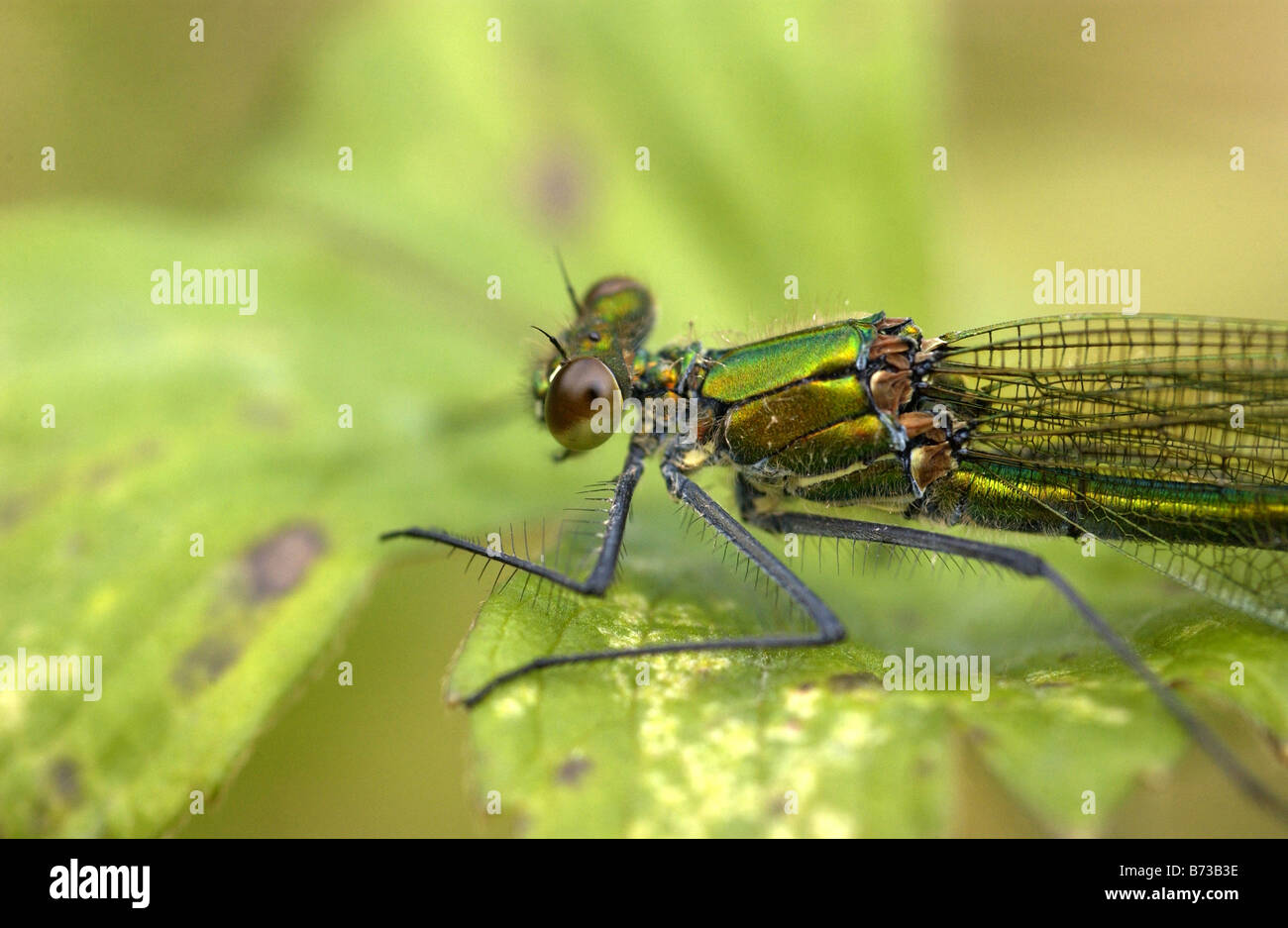 Emerald Damselfly (Lestes sponsa Stock Photo - Alamy