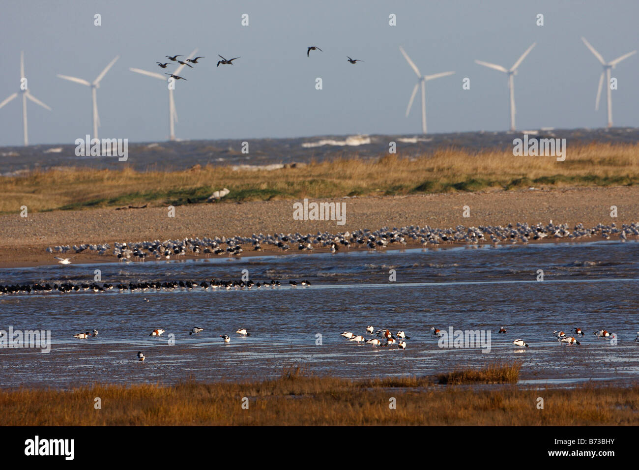 Wading birds offshore wind turbines Talacre Flint RSPB Reserve Dee Estuary North Wales Stock Photo