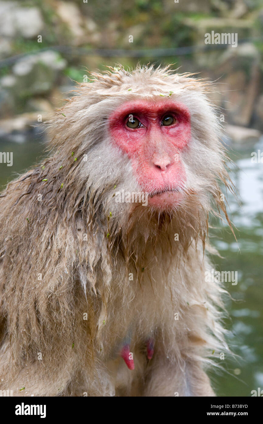 Wet monkey hires stock photography and images Alamy
