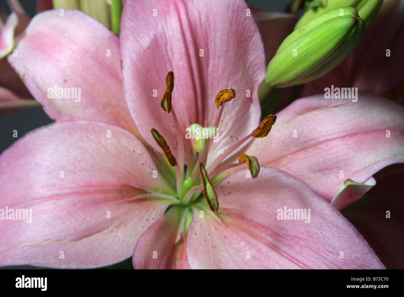 A pink Day Lilly flower Stock Photo