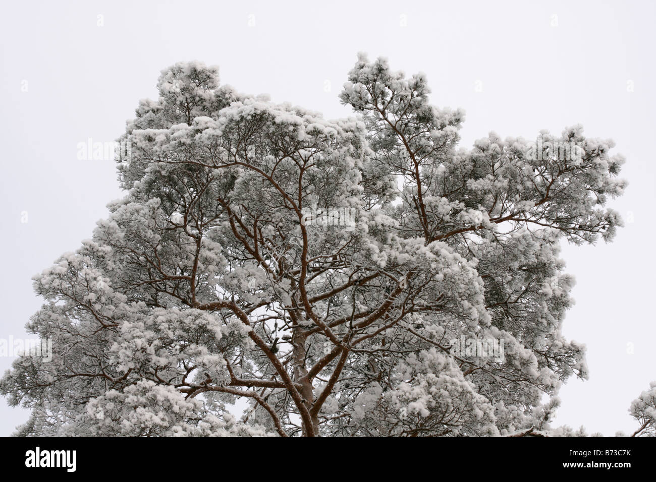 Snowy Pine tree Stock Photo - Alamy