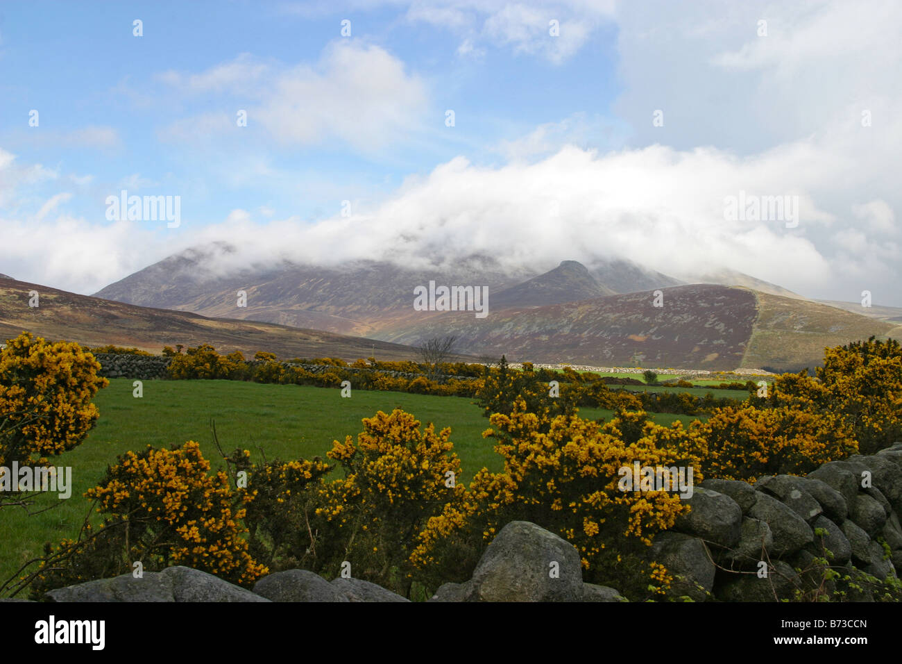 Northern Ireland the Mourne mountains gorse and rainbow Stock Photo