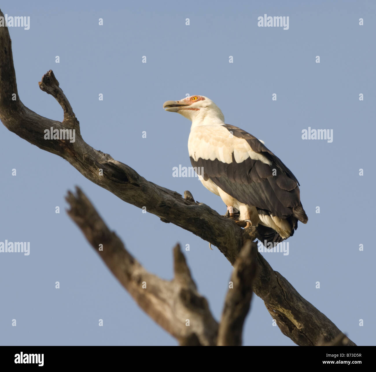 Palm Nut Vulture Gypohierax angolensis WILD Stock Photo