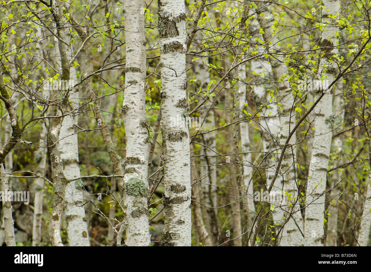 Humid deciduous forest hires stock photography and images Alamy