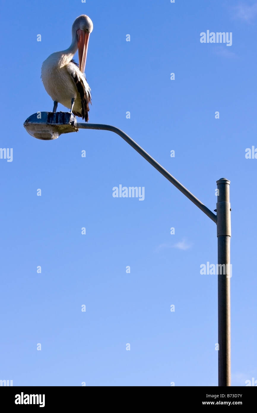 An Australian pelican perched on a lamppost Stock Photo