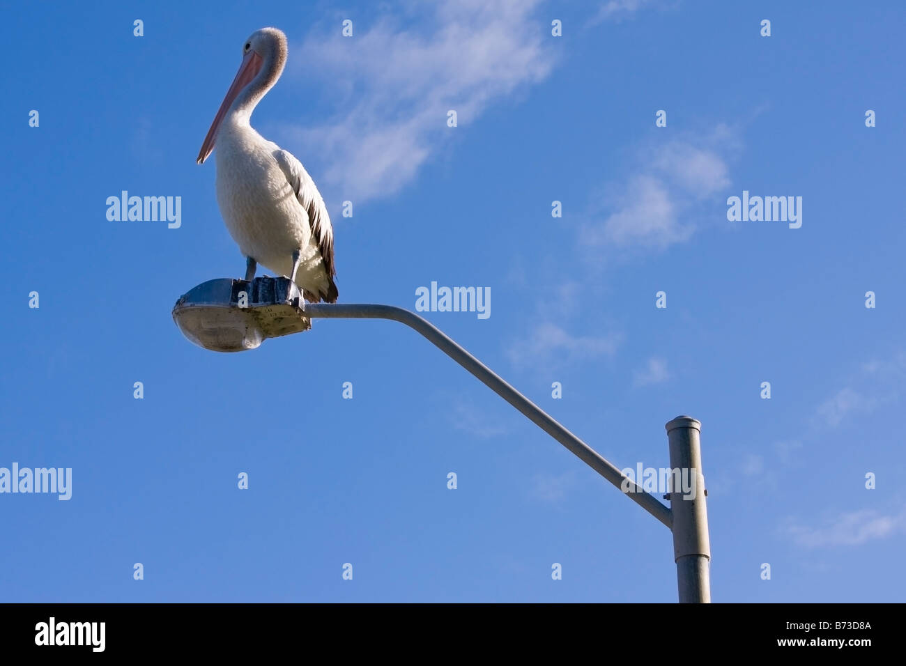 An Australian pelican perched on a lamppost Stock Photo