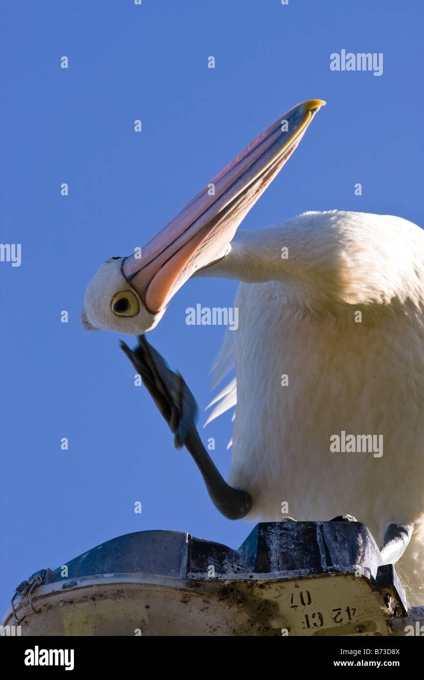 An Australian pelican scratching it s head Stock Photo