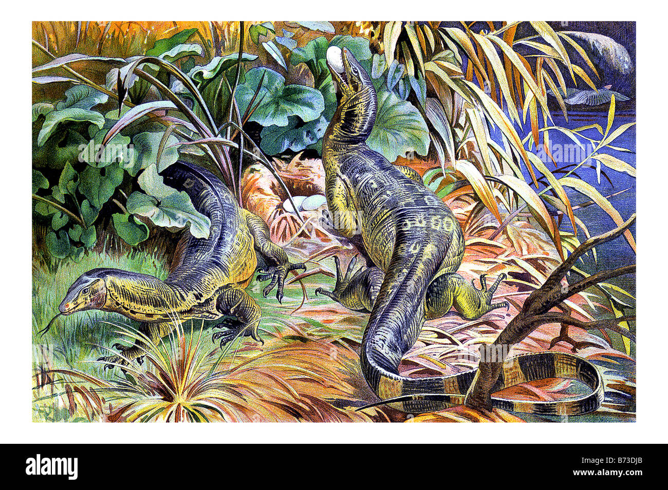 Illustration of the water monitor Stock Photo - Alamy