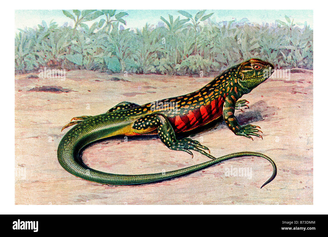 illustration of the common butterfly lizard Stock Photo