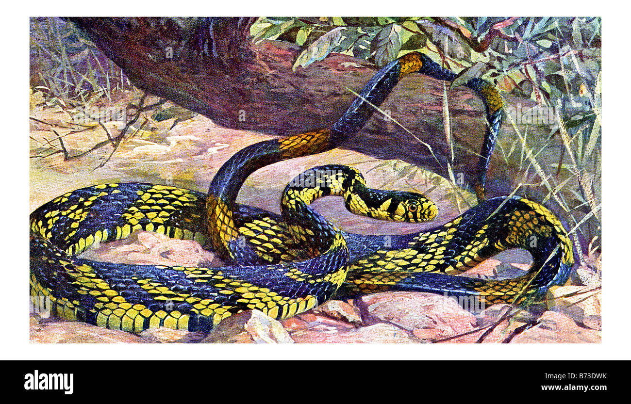 Illustration of Spilotes pullatus, also known as 'Tigre','Tiger Rat Snake', 'panama snake', guyana snake' Stock Photo