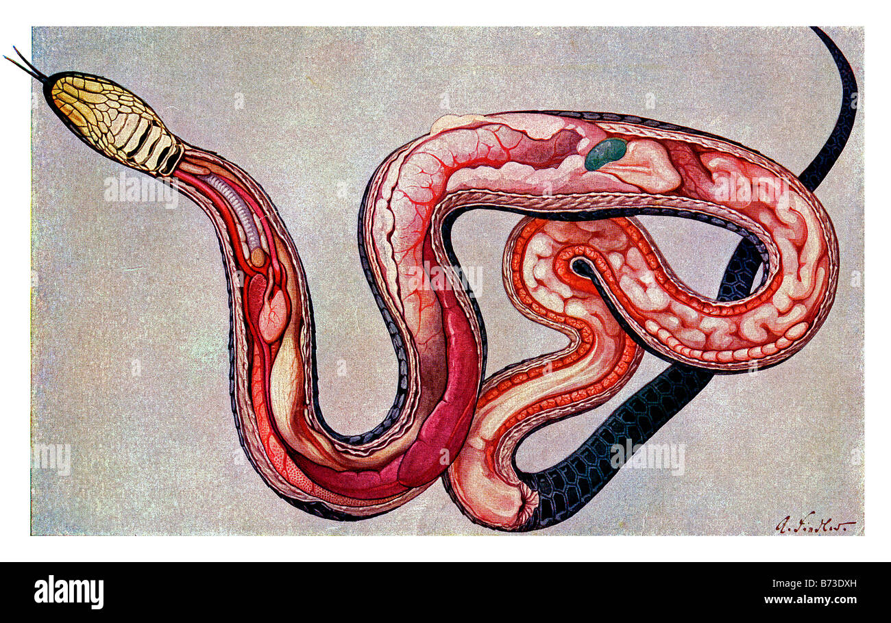 intestines of a snake Stock Photo Alamy