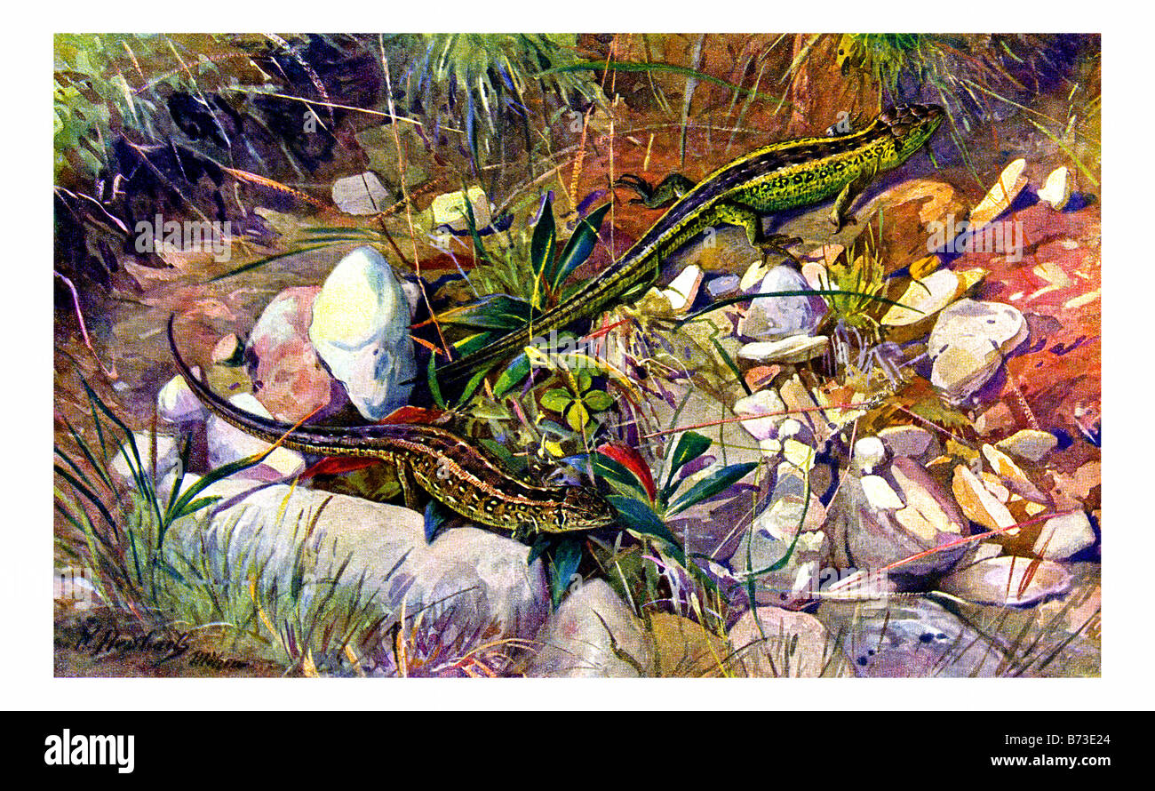 Illustration of the Sand Lizard Stock Photo