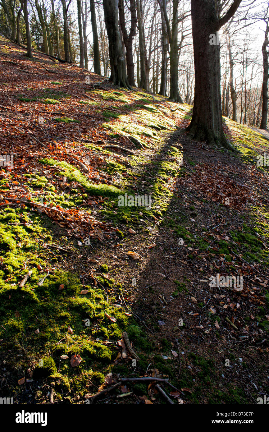 Shadows of woods hi-res stock photography and images - Alamy