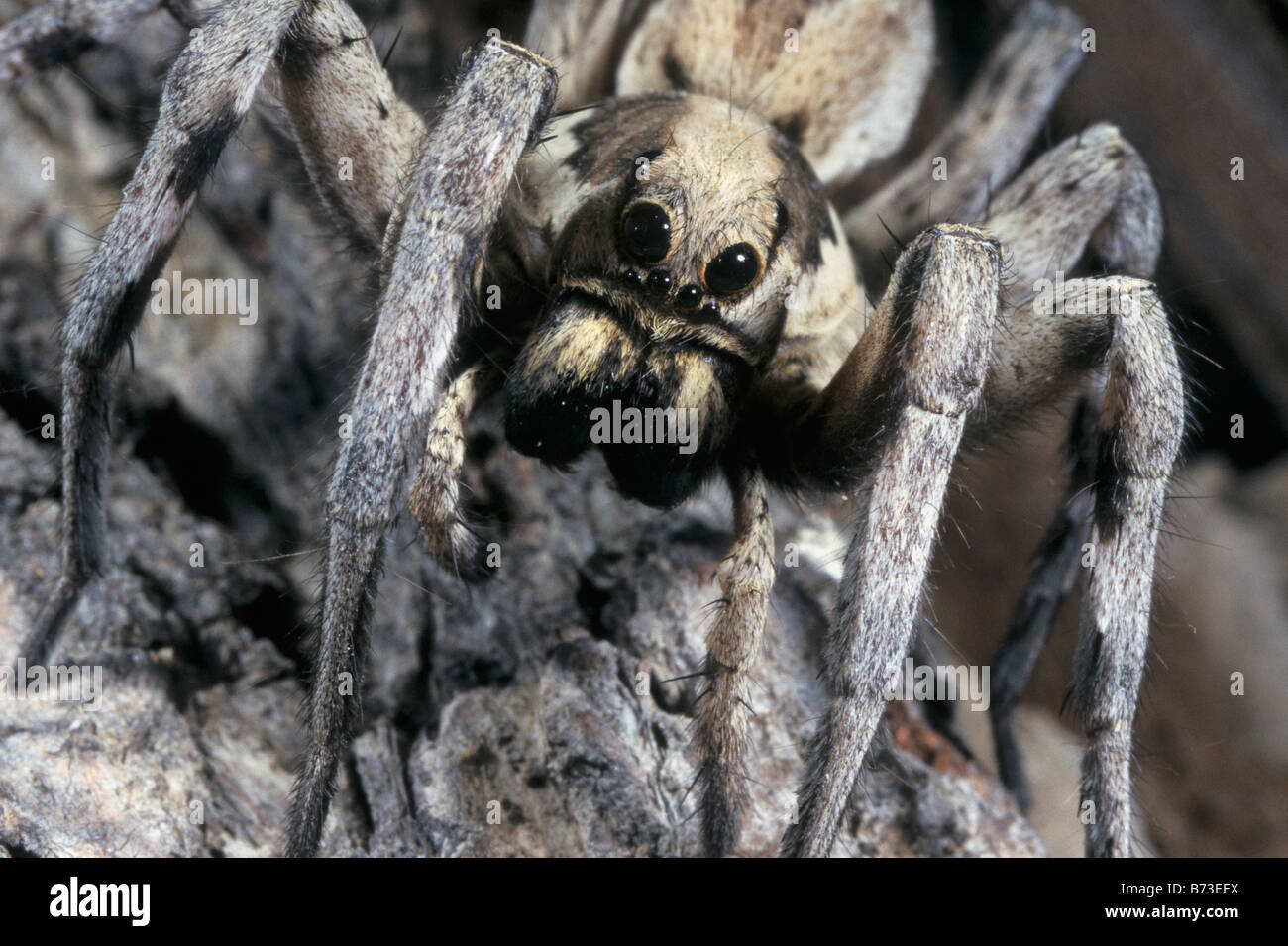 Close up view of a Wolf Spider, Bahrain, Arabian Gulf Stock Photo