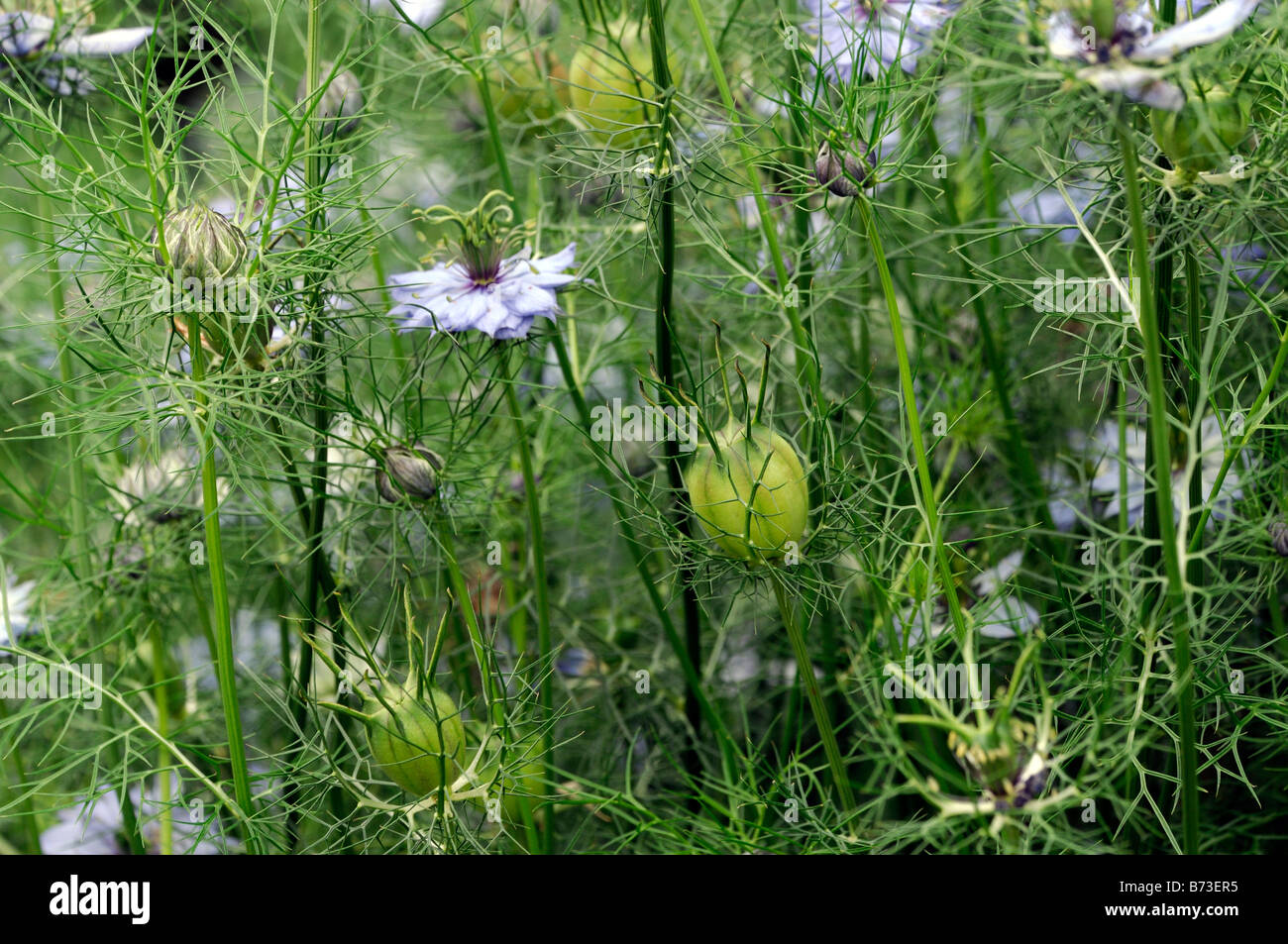 nigella 'miss jekyll dark blue' flower annual self seeding border summer Stock Photo