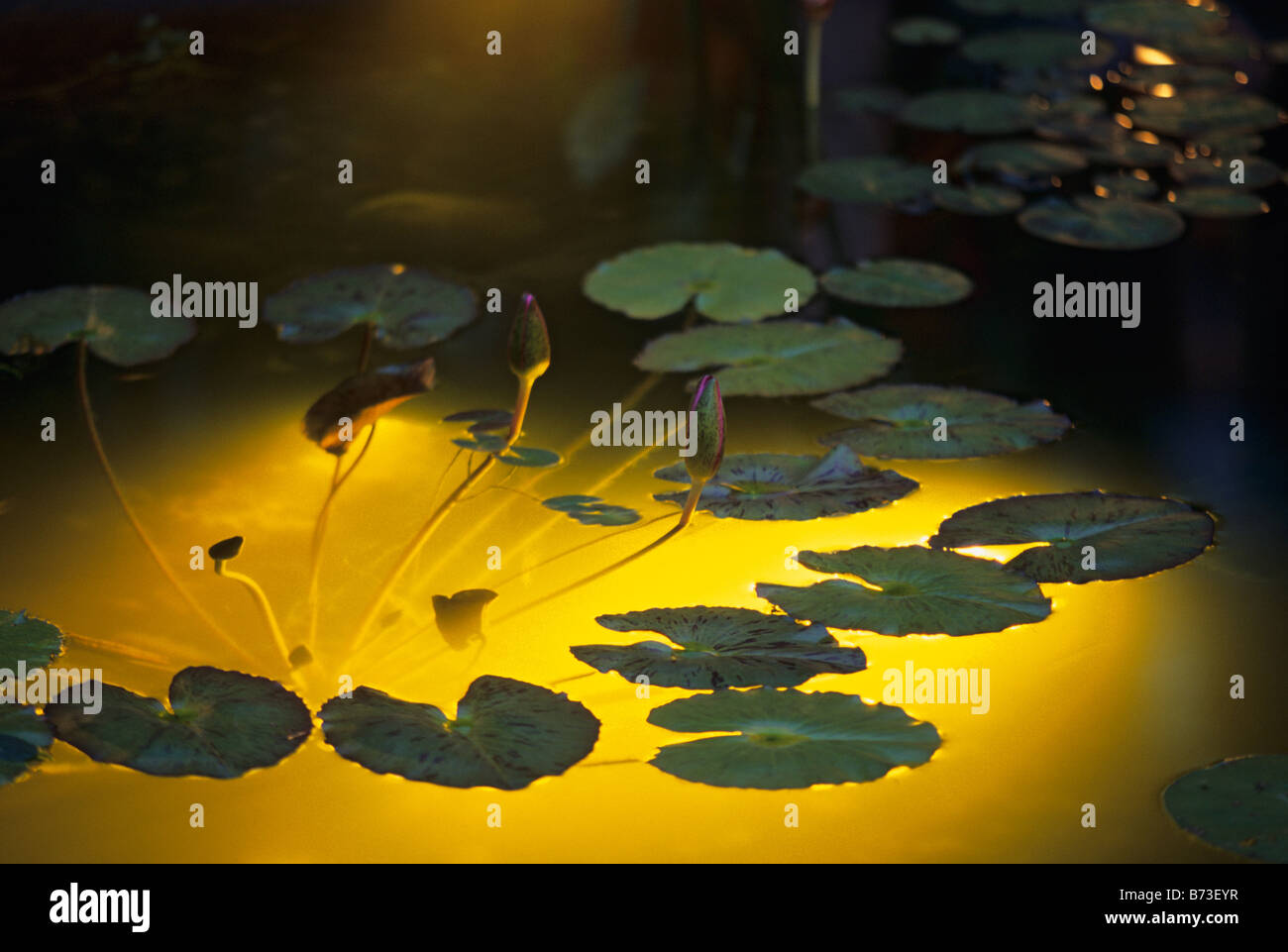 LIT FROM BELOW WITH FIBER OPTICS, WATER LILY PADS FLOAT IN SMALL GARDEN POND.  MINNESOTA; EVENING. Stock Photo
