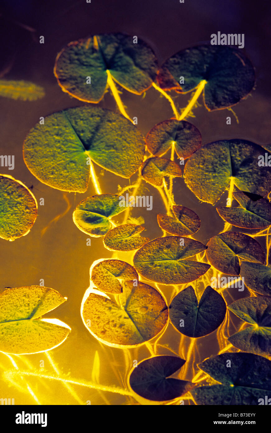 Fiber optic lighting hires stock photography and images Alamy