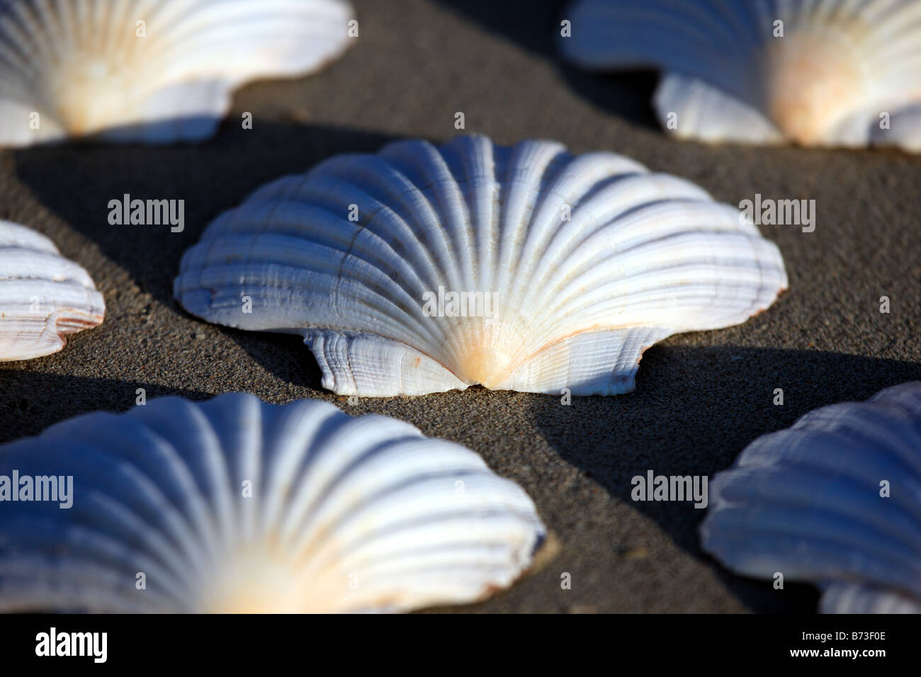 Scallop shells Stock Photo