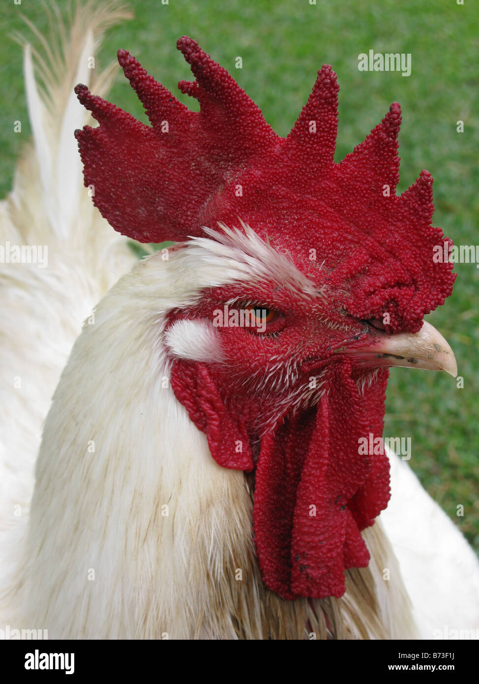 One Rooster Close up in Caracas Venezuela Stock Photo