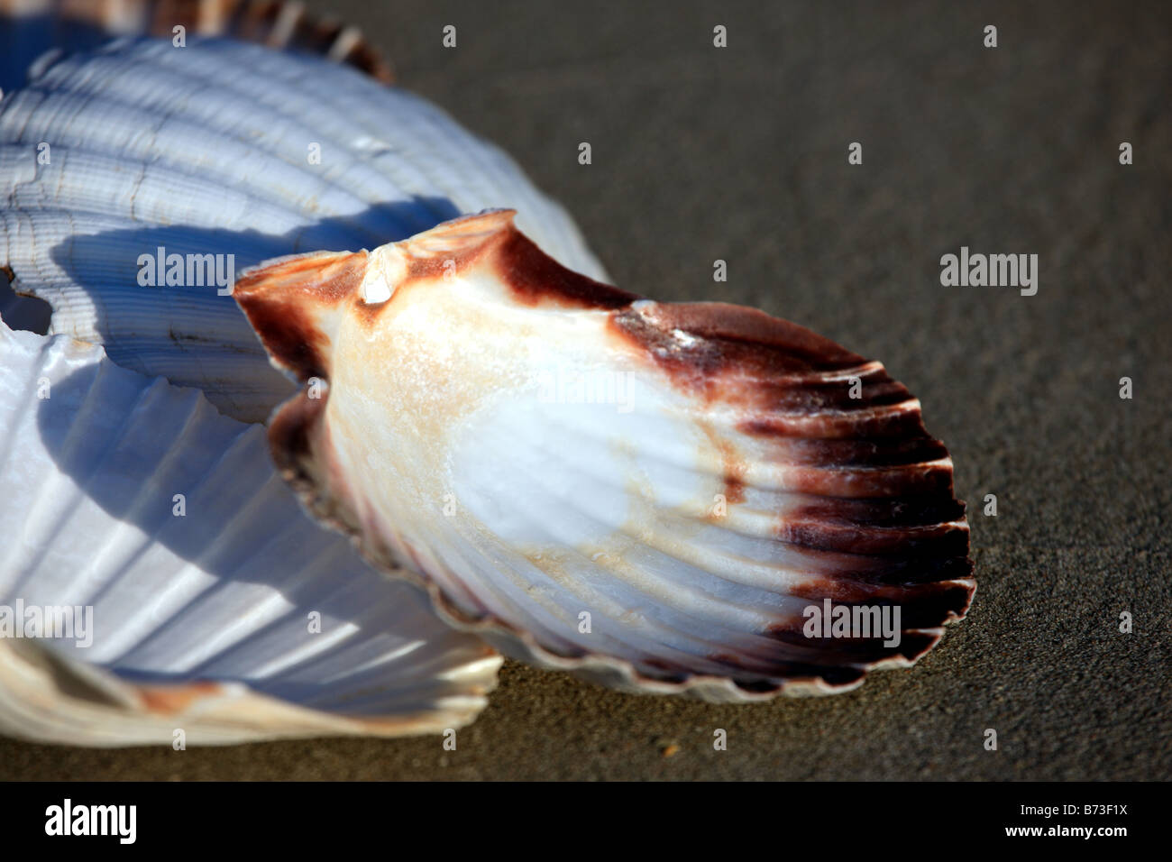 Scallop shells Stock Photo