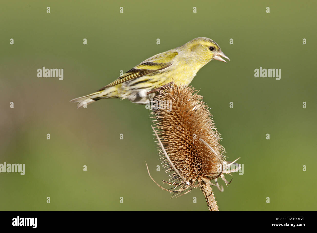 Eurasian Siskin on teasel Seed head Stock Photo